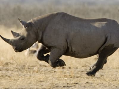 rhinos images