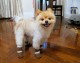 Sammy Gets New Shoes (Boots) for Cutemas 2011 via @SammyAndTheCity | Merry Christmas All! Sammy Gets New Shoes (Boots) for Cutemas 2011 via @SammyAndTheCity | Merry Christmas All!