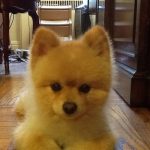 Sammy Wishes You a Happy New Years 4