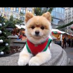 Sammy Wishes You a Happy New Years 8
