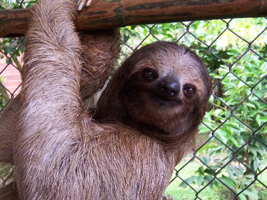 Sloth Pics