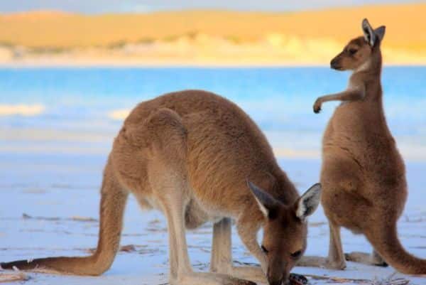 Best-of-Australia-Kangaroo-Photo-by-Sit-Down-Disco