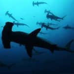 Cocos_island_cr
