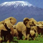 Kilimanjaro_National_Park