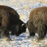 YellowstoneBison