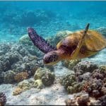 cocos-island-national-park-Snorkeling-500x375