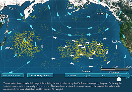 Plastic Waste is Harming our Sea Creatures great pacific garbage patch