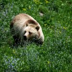 grizzly