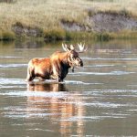 yellowstone_national_park_bull_moose