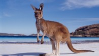 western-australia-kangaroo-beach