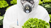 Genetically Modified Foods