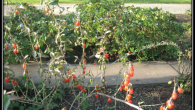 Goji Berries