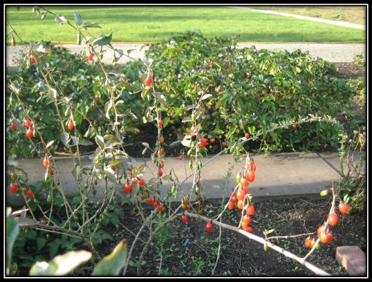 What Fruits and Vegetables to Grow Yourself! Goji Berries