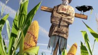 monsanto-barack-obama