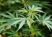 o-MARYLAND-MARIJUANA-BILL-facebook