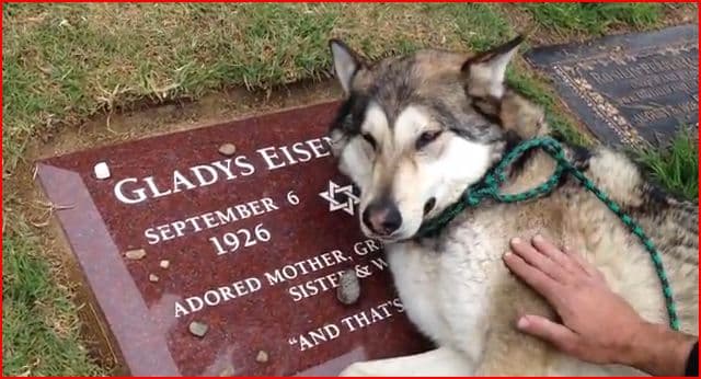 Wiley The Dog Cries At Grave crying dog