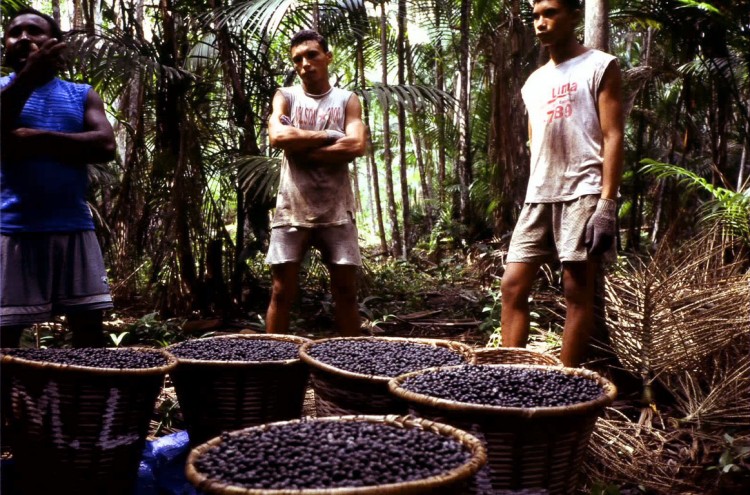 Health Benefits of Acai Berry t