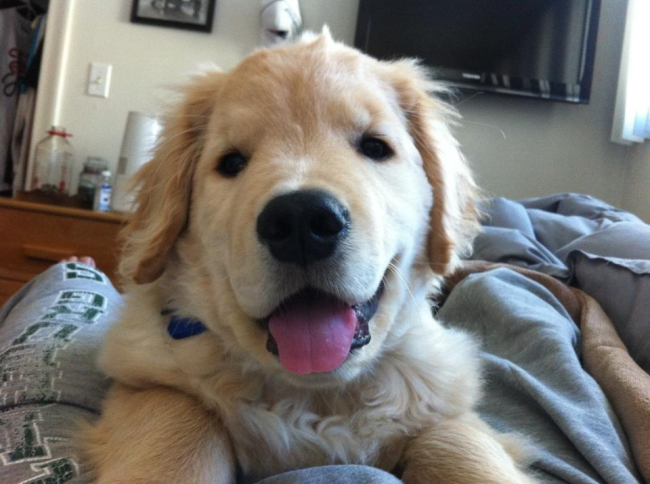 Ray Charles: Cutest Dog Ever! rc9.png