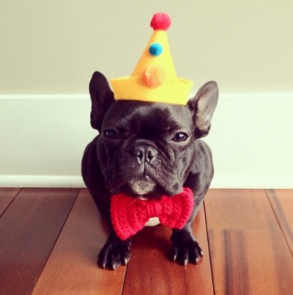 The Famous Hipster dog Trotter is viral on Instagram