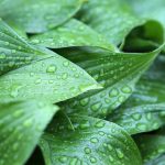 green leaves