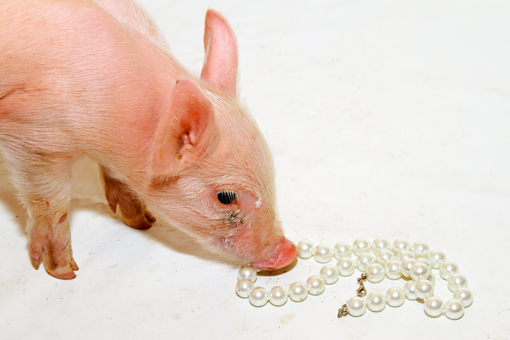 Не бросайте свиньям жемчуга. Жемчуг и свиньи. Поросенок Перл. Свинья в Жемчужном ожерелье. Жемчуг перед свиньями.