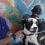 Street Vet