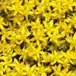 Saint-Johns Wort