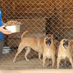 Volunteer Opportunities