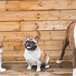 Doggy Daycare