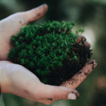Biodiversity in a Healthy Ecosystem