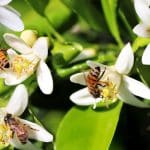 How Can You Help Your Local Bee Population