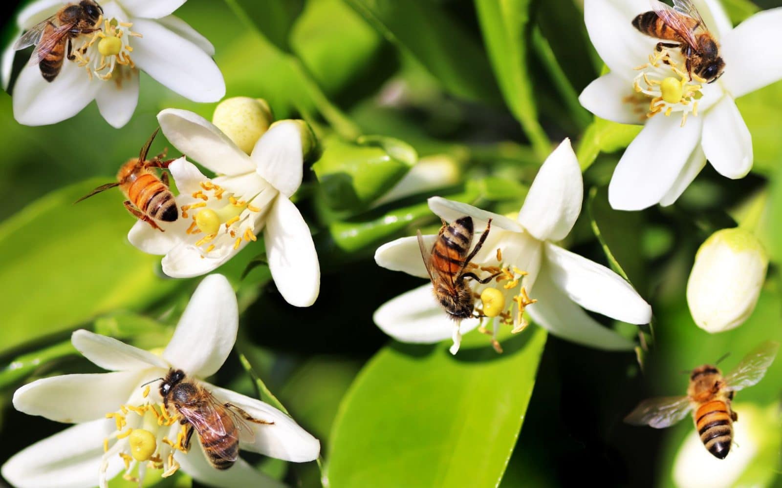 How Can You Help Your Local Bee Population