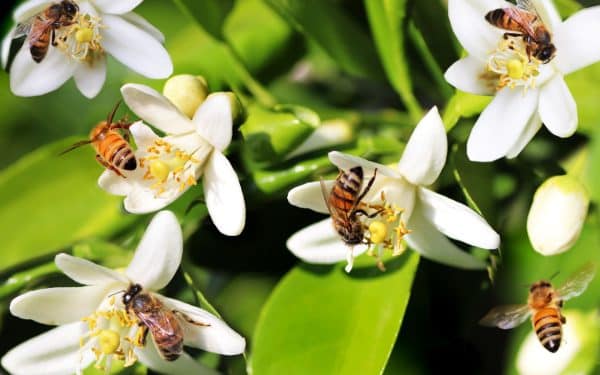 How Can You Help Your Local Bee Population