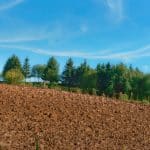 clear land