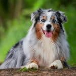 Australian shepherd