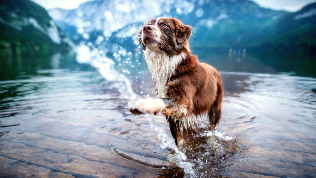 Australian Shepherd