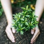 Simple Ideas for Sustainable Living