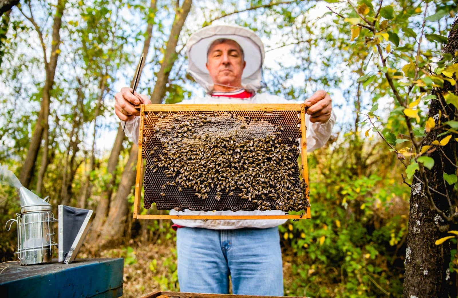 Beekeeping and Military Veterans