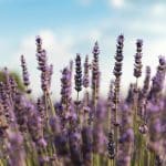 drought-resistant plants