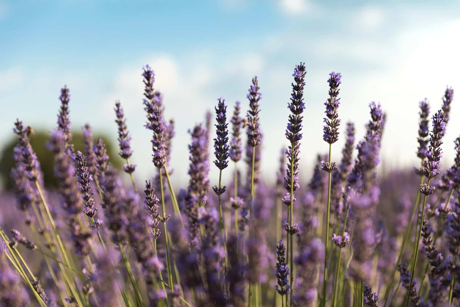 drought-resistant plants