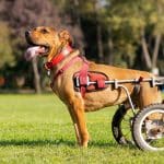 Dogs In Wheelchairs