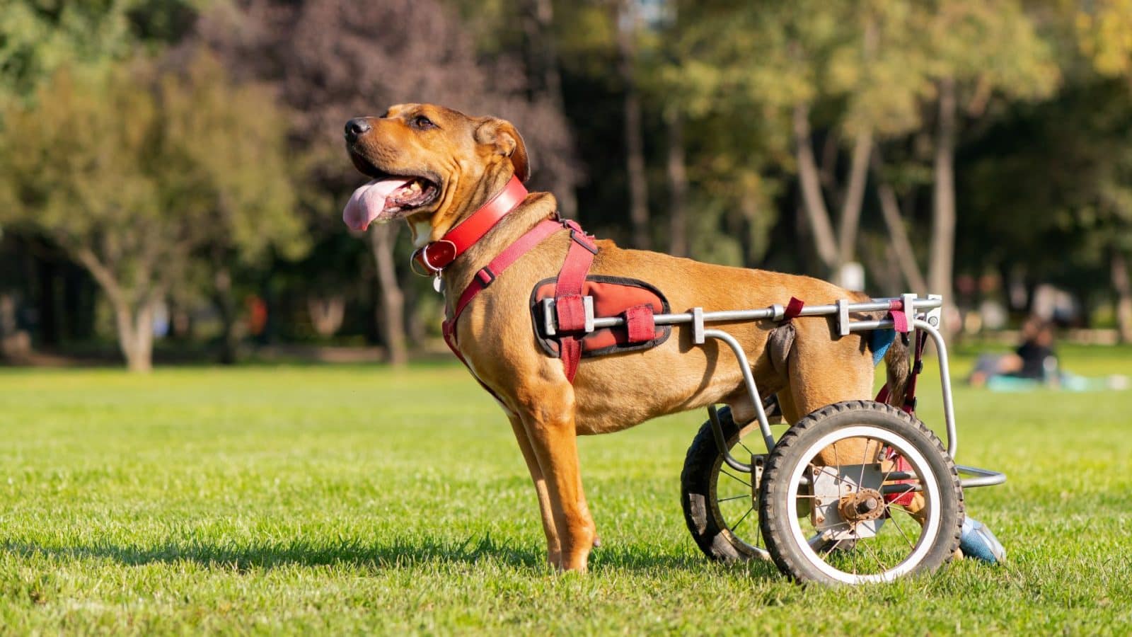 Dogs In Wheelchairs
