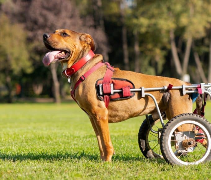 Dogs In Wheelchairs