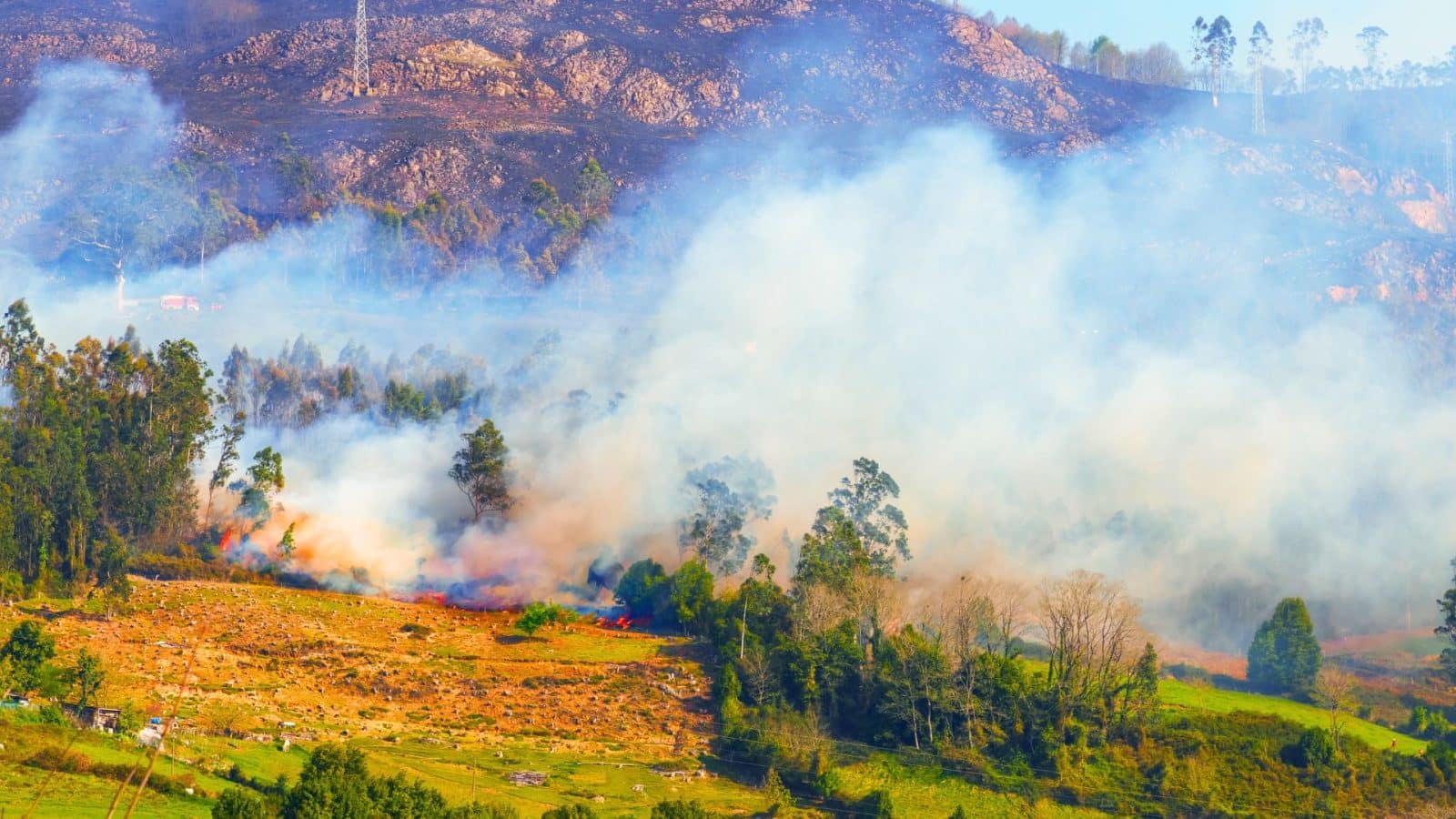 impact of wildfires on ecosystems