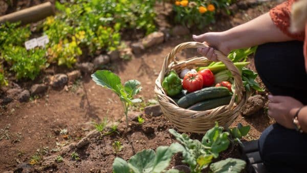 start a vegetable garden