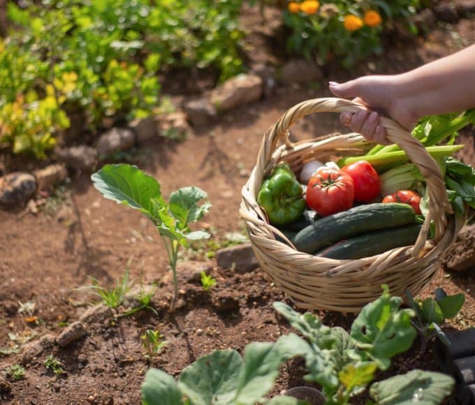 start a vegetable garden
