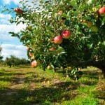 how to protect your fruit trees from critters
