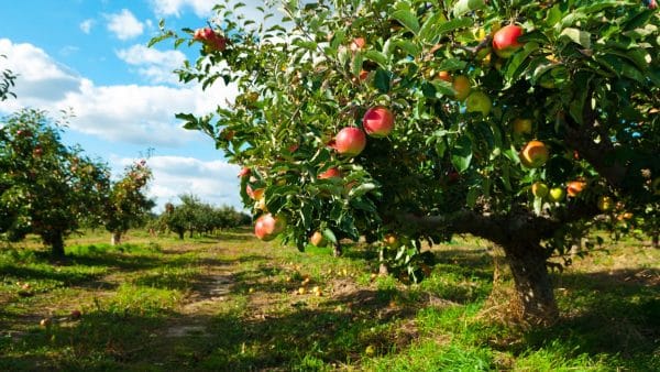 how to protect your fruit trees from critters