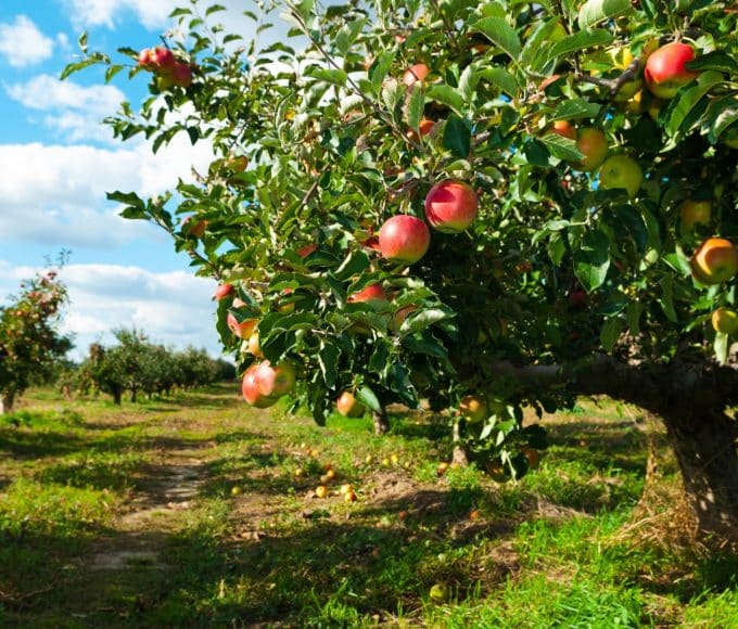 how to protect your fruit trees from critters
