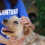 Volunteering at an animal shelter